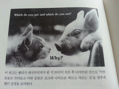 오월돼지 이미지
