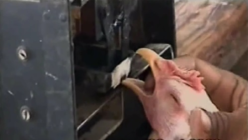 맛있으면돼지 이미지