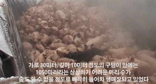맛있으면돼지 이미지