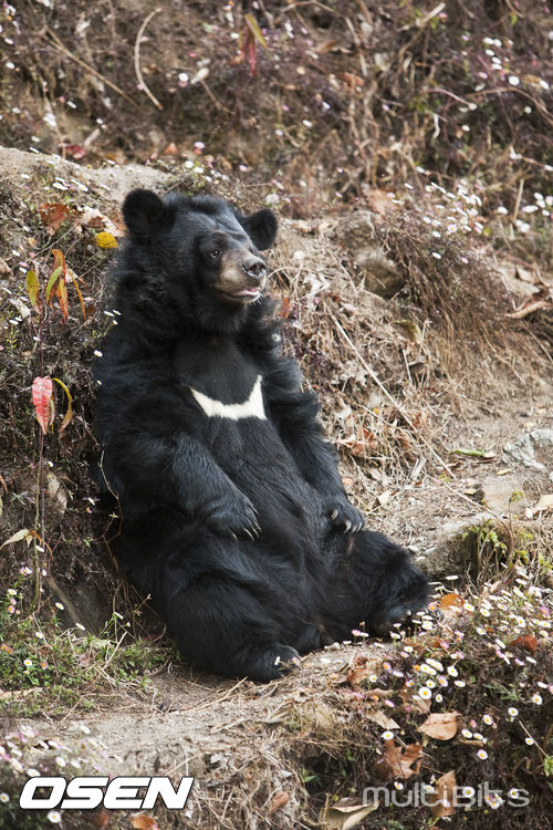 지리산밧데리 이미지
