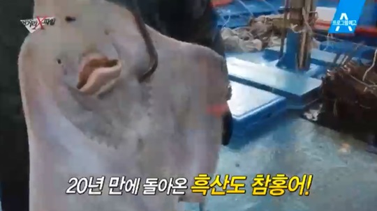 흑산도홍어 이미지