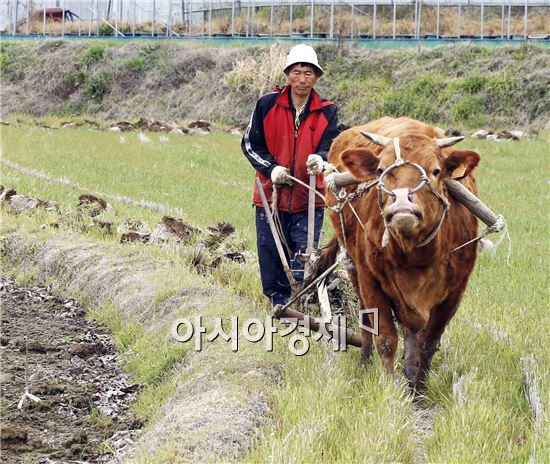 황소 이미지
