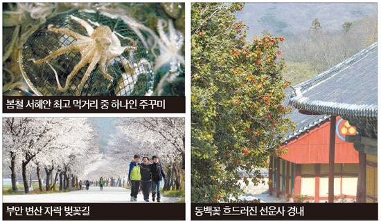 소금꽃 이미지