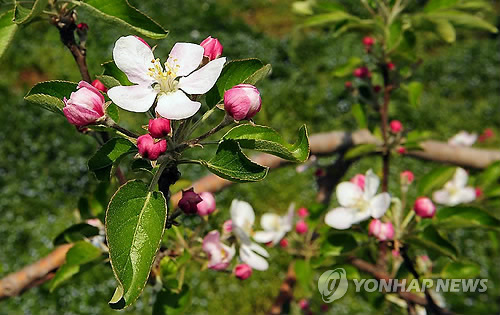 사과꽃 이미지