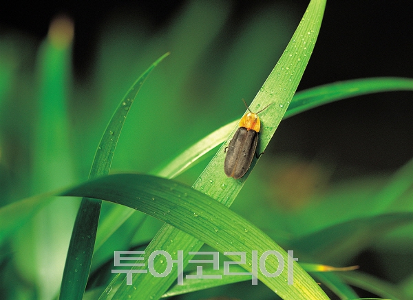 무주반딧불투어 이미지
