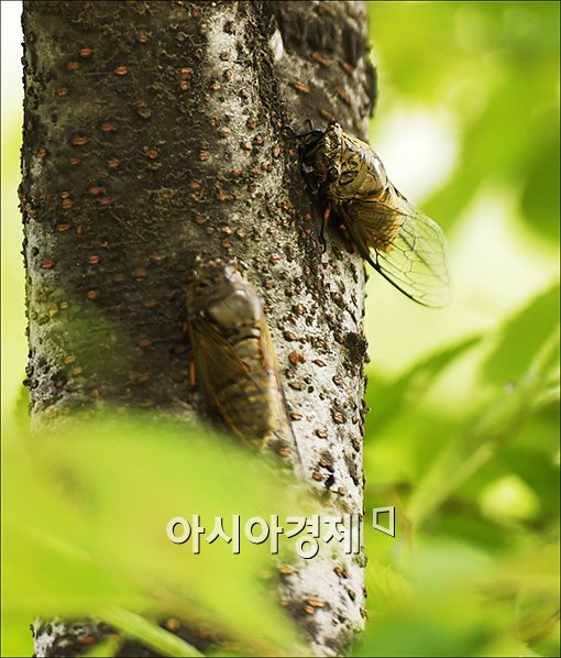 매미 이미지