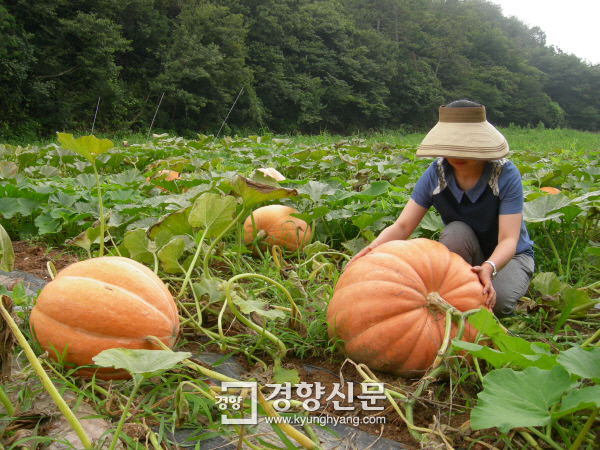 보성슈퍼 이미지