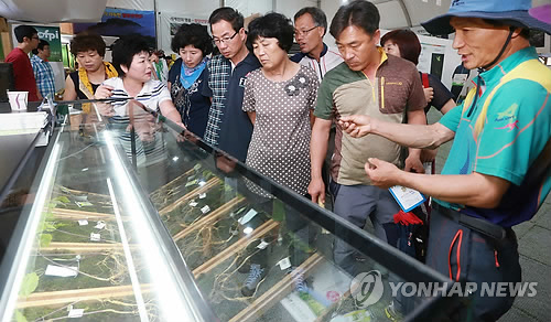 한국명품산삼 이미지
