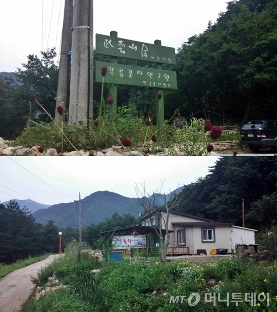 진부꽃차 이미지