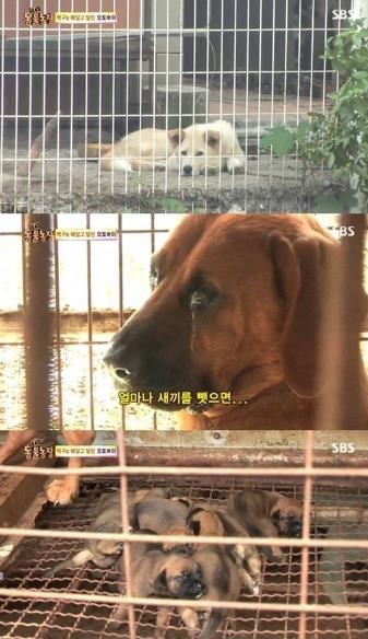 동물농장 이미지