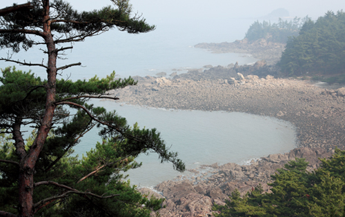 솔숲과바다 이미지