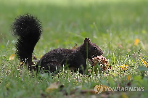 보름달홍삼 이미지