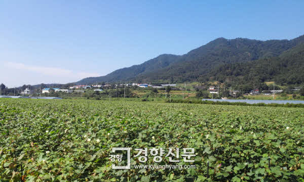 목화밭풍경 이미지