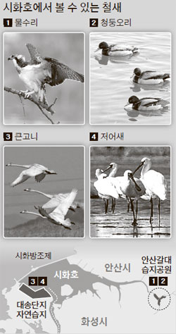 고니 이미지