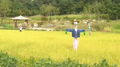 황금들녘 이미지