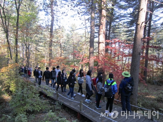 잣나무 숲 이미지