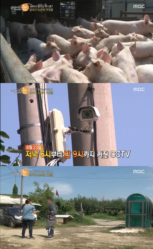 금돼지은돼지 이미지