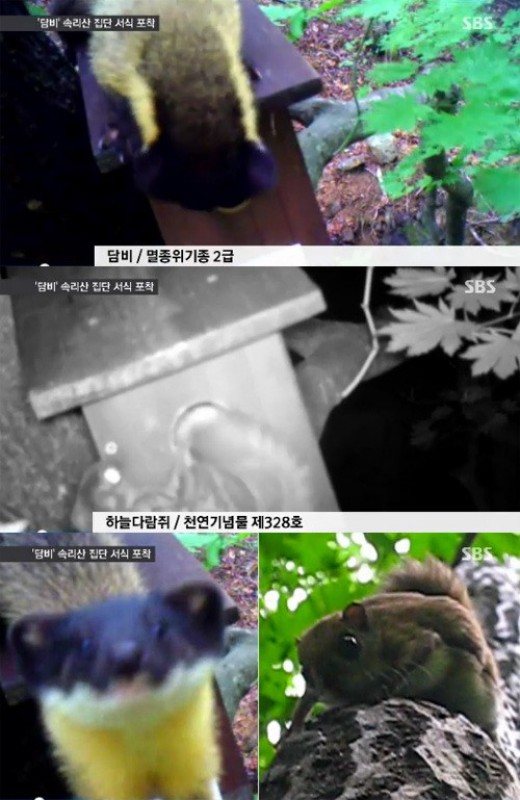 담비 이미지