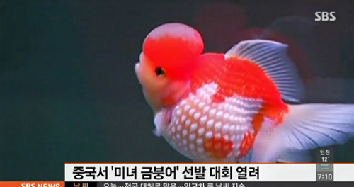 금붕어 이미지
