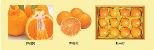 보감식품 이미지