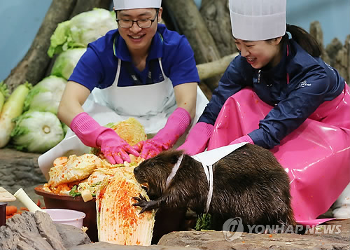 비버 이미지