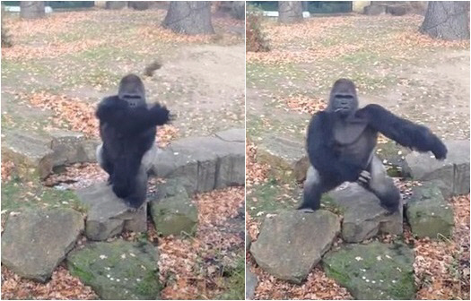 고릴라 이미지