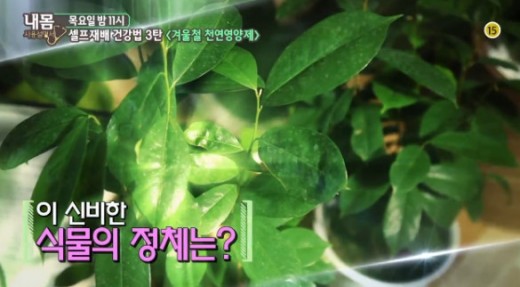 그라비올라 이미지