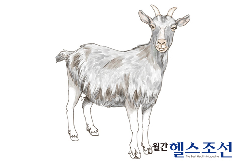 조선흑염소 이미지