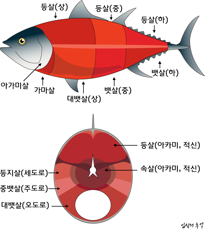 하참치 이미지