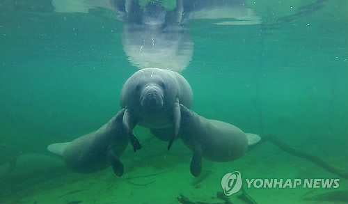 해우 이미지