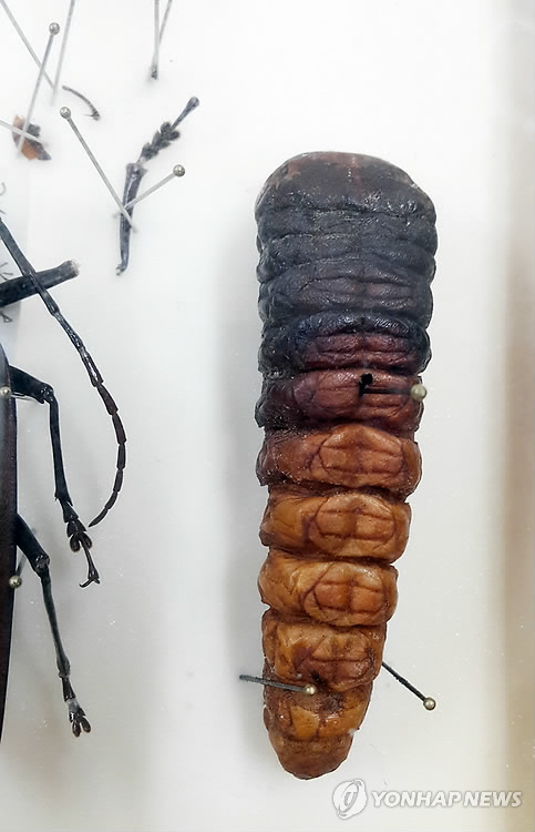 하늘소 이미지