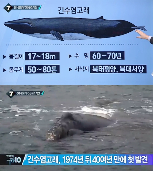 고래수염 이미지