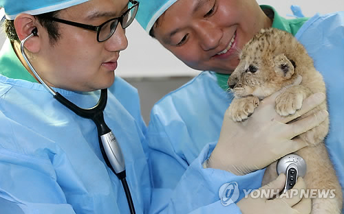 아기사자 이미지