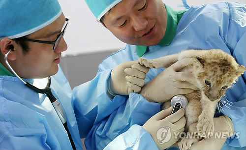 아기사자 이미지