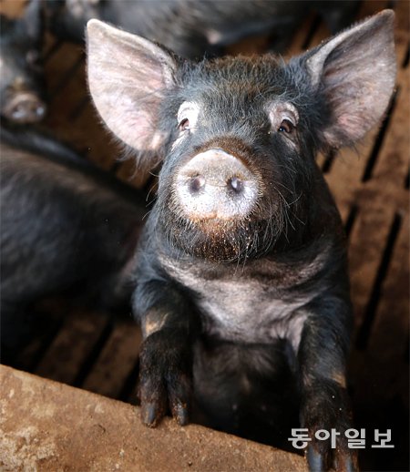흑돼지 이미지