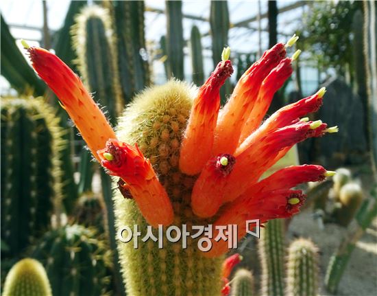꽃나비다육 이미지