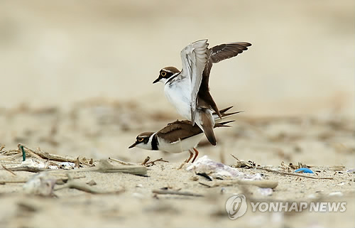 꼬마로맨스 이미지