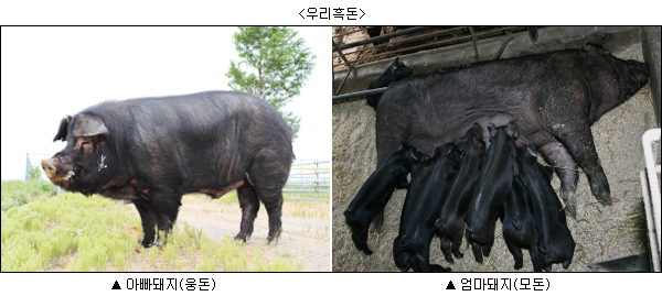 흑돈 이미지