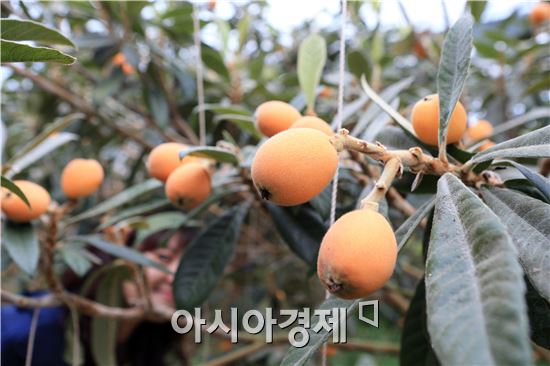 완도비파영농조합법인 이미지