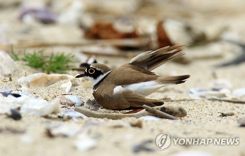 꼬마둥지 이미지