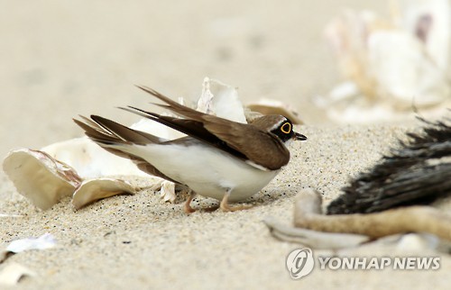 꼬마둥지 이미지