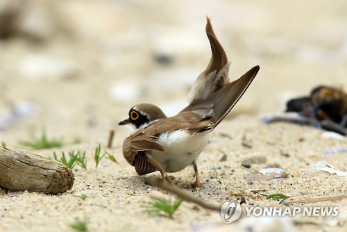 꼬마둥지 이미지