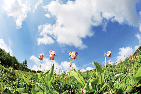 야생화세상 이미지