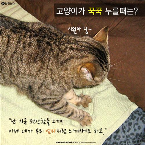 야옹 이미지