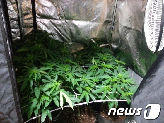 멕시코 경찰, 서부서 거대 대마초 밭 발견..75톤 소각 - 뉴스1