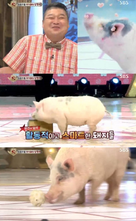돼지삼형제 이미지