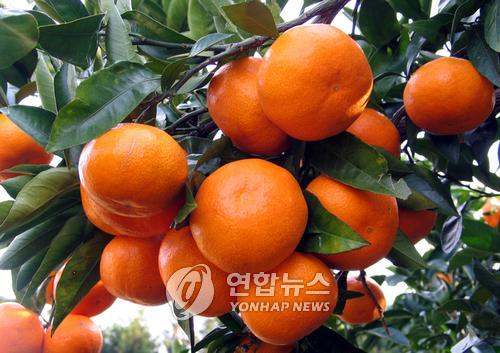 탐나는축산 이미지