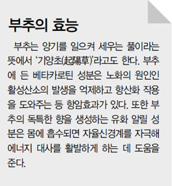 기양초 이미지