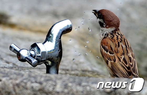 참새 이미지