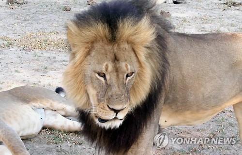 사자킹 이미지